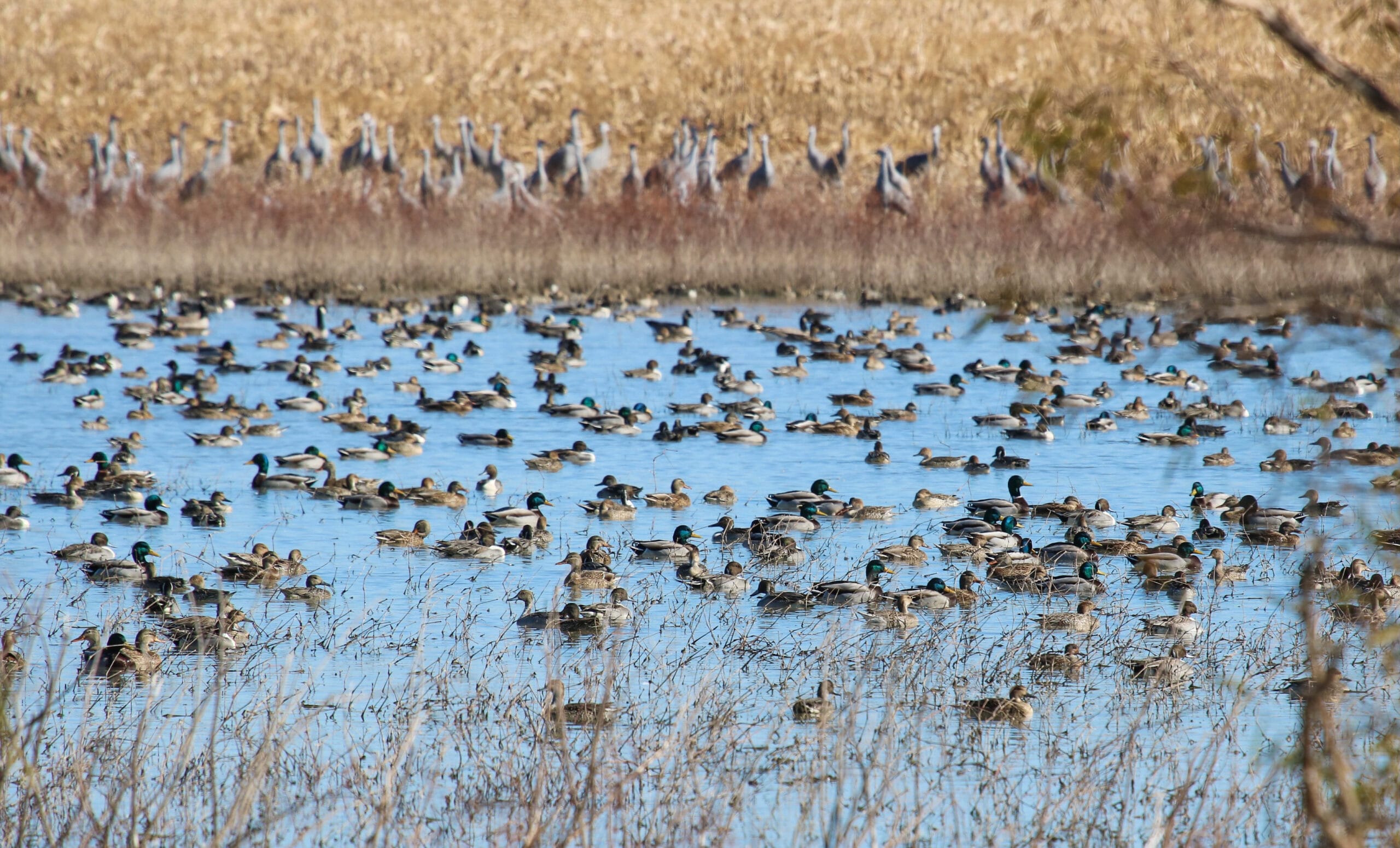 Duck hunt water landscape
